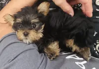 pup 1(sold), a male Yorkshire Terrier for sale in Roseville, CA – Photo 1 of 4