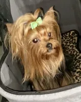 pup 1(sold), a male Yorkshire Terrier for sale in Roseville, CA – Photo 2 of 4