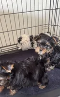 pup 1(sold), a male Yorkshire Terrier for sale in Roseville, CA – Photo 3 of 4