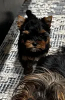 Mamandi SOLD , a female Yorkshire Terrier for sale in Roseville, CA – 5 of 10