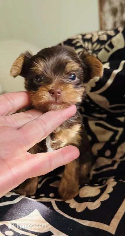 Ivys chocolate gal UNDOCKED  – Yorkshire Terrier puppy for sale in Roseville, CA