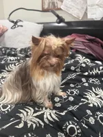 Ivys chocolate gal , a female Yorkshire Terrier for sale in Roseville, CA – Photo 3 of 4