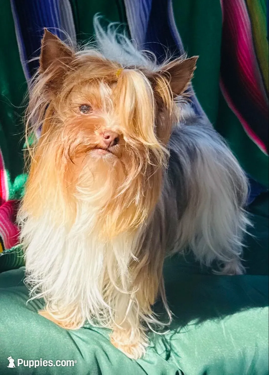 Ivys chocolate gal UNDOCKED , a female Yorkshire Terrier for sale in Roseville, CA – 2 of 9