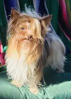 Ivys chocolate gal UNDOCKED , a female Yorkshire Terrier for sale in Roseville, CA – 5 of 10