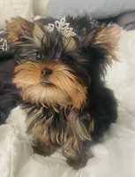 Ivys chocolate gal UNDOCKED , a female Yorkshire Terrier for sale in Roseville, CA – 7 of 10