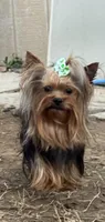 Ivys chocolate gal UNDOCKED , a female Yorkshire Terrier for sale in Roseville, CA – 9 of 10