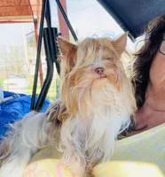 Ivys chocolate gal UNDOCKED , a female Yorkshire Terrier for sale in Roseville, CA – 10 of 10