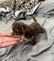 Ivys chocolate gal UNDOCKED , a female Yorkshire Terrier for sale in Roseville, CA – 2 of 10