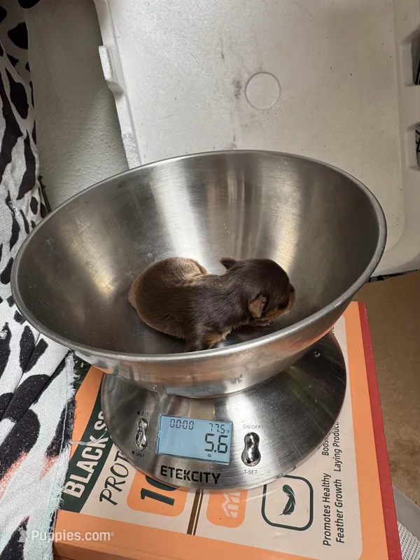 Ivys chocolate gal , a female Yorkshire Terrier for sale in Roseville, CA – Photo 1 of 4