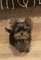 Ivys chocolate gal , a female Yorkshire Terrier for sale in Roseville, CA – Photo 4 of 4