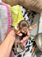 Ivys chocolate gal , a female Yorkshire Terrier for sale in Roseville, CA – Photo 2 of 4