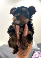 Mamandi , a female Yorkshire Terrier for sale in Roseville, CA – 4 of 9