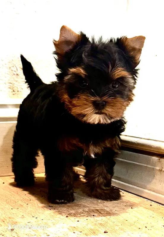Mamandi  – Yorkshire Terrier puppy for sale in Roseville, CA