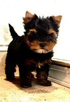 Mamandi SOLD , a female Yorkshire Terrier for sale in Roseville, CA – 1 of 10