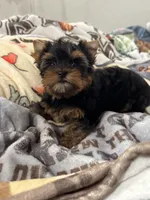 Mamandi SOLD , a female Yorkshire Terrier for sale in Roseville, CA – 4 of 10