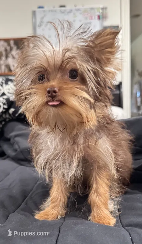 Ivys chocolate gal UNDOCKED  – Yorkshire Terrier puppy for sale in Roseville, CA
