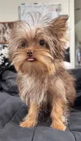 Ivys chocolate gal UNDOCKED , a female Yorkshire Terrier for sale in Roseville, CA – 1 of 10
