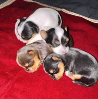 Neka , a female Yorkshire Terrier for sale in Roseville, CA – 7 of 10