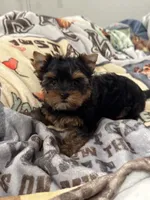 Mamandi SOLD , a female Yorkshire Terrier for sale in Roseville, CA – 9 of 10
