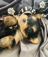 Hannahs girl (undocked), a female Yorkshire Terrier for sale in Roseville, CA – Photo 6 of 8