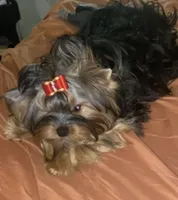 Hannahs girl (undocked), a female Yorkshire Terrier for sale in Roseville, CA – Photo 2 of 8