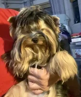 Hannahs girl (undocked), a female Yorkshire Terrier for sale in Roseville, CA – Photo 3 of 8