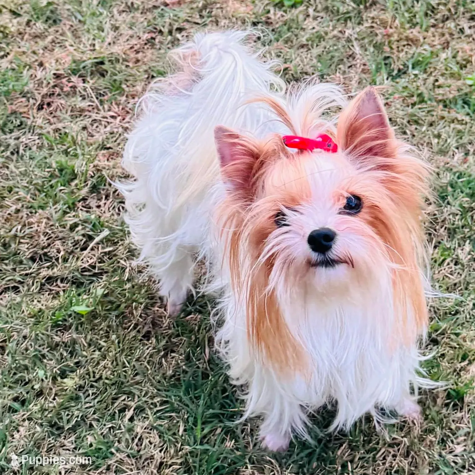 La Chula, a female Yorkshire Terrier for sale in Roseville, CA – Photo 6 of 10