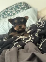 Hannahs girl (undocked), a female Yorkshire Terrier for sale in Roseville, CA – Photo 8 of 8