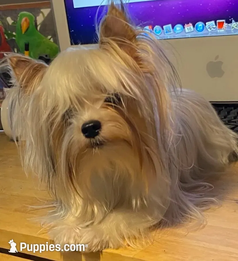 Tunde , a male Yorkshire Terrier for sale in Roseville, CA – 3 of 8