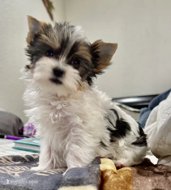 Abeni  – Yorkshire Terrier puppy for sale in Roseville, CA