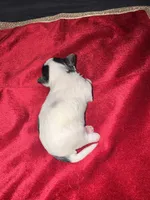 Tunde , a male Yorkshire Terrier for sale in Roseville, CA – 7 of 10