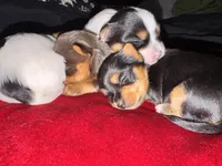 Neka , a female Yorkshire Terrier for sale in Roseville, CA – 3 of 10