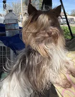 Ivys chocolate gal UNDOCKED , a female Yorkshire Terrier for sale in Roseville, CA – 9 of 9