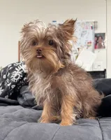 Ivys chocolate gal UNDOCKED , a female Yorkshire Terrier for sale in Roseville, CA – 4 of 10