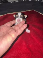 Abeni , a female Yorkshire Terrier for sale in Roseville, CA – 3 of 10