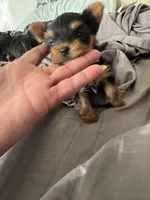 Amayas girl (undocked), a female Yorkshire Terrier for sale in Roseville, CA – Photo 4 of 5