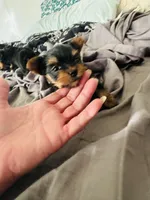 Amayas girl (undocked), a female Yorkshire Terrier for sale in Roseville, CA – Photo 5 of 5