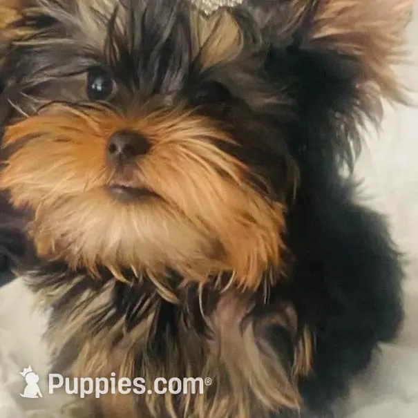 Amayas girl (undocked), a female Yorkshire Terrier for sale in Roseville, CA – Photo 2 of 5