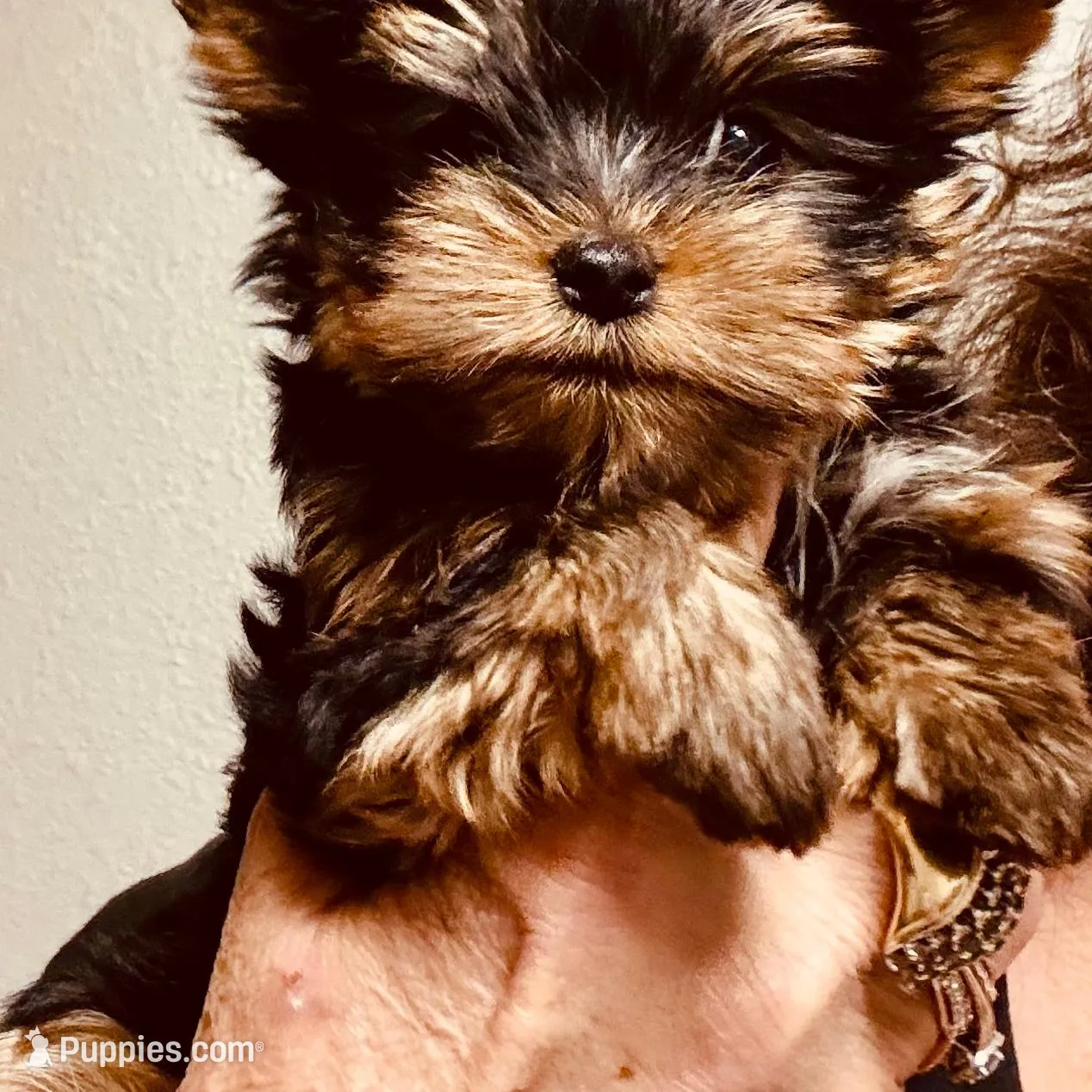 Amayas tiny girl (undocked), a female Yorkshire Terrier for sale in Roseville, CA – Photo 3 of 7