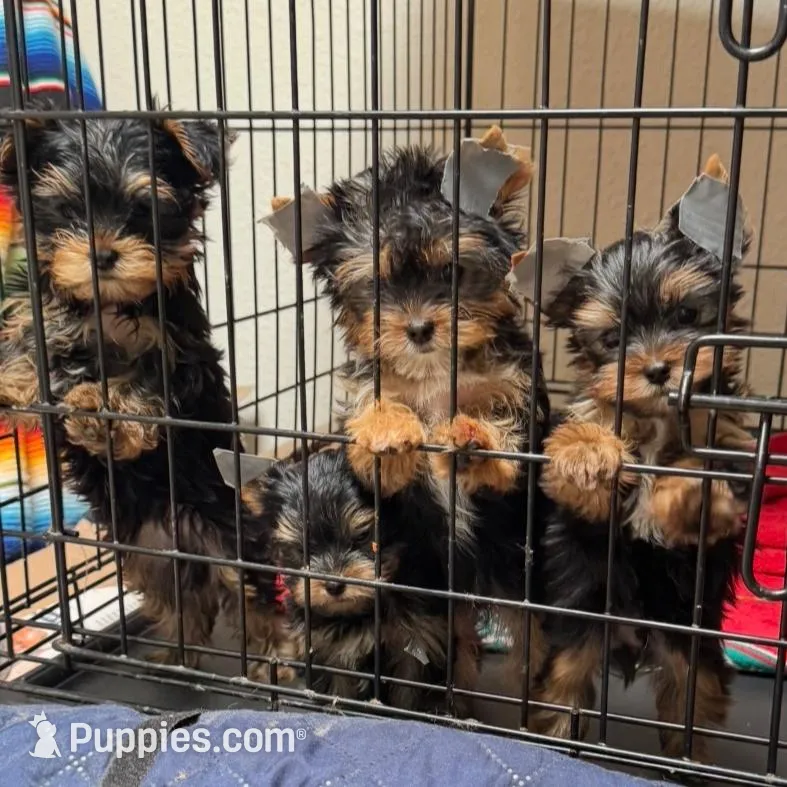 Amayas tiny girl (undocked), a female Yorkshire Terrier for sale in Roseville, CA – Photo 7 of 7