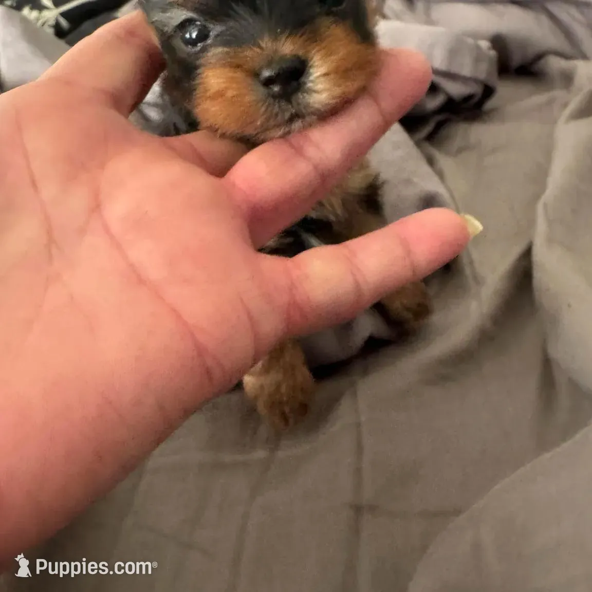 Amayas girl (undocked), a female Yorkshire Terrier for sale in Roseville, CA – Photo 3 of 5