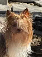 Ivys chocolate gal UNDOCKED , a female Yorkshire Terrier for sale in Roseville, CA – 6 of 9