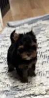 Mamandi SOLD , a female Yorkshire Terrier for sale in Roseville, CA – 2 of 10