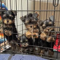 DDs tiny boy (undocked), a male Yorkshire Terrier for sale in Roseville, CA – Photo 2 of 10