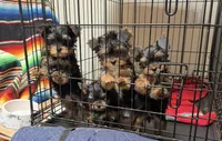 DDs tiny boy (undocked), a male Yorkshire Terrier for sale in Roseville, CA – Photo 2 of 10