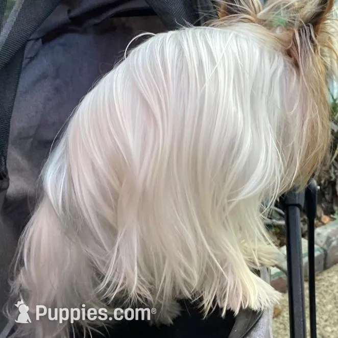 DDs tiny boy (undocked), a male Yorkshire Terrier for sale in Roseville, CA – Photo 9 of 10