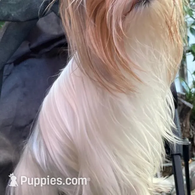 DDs tiny boy (undocked), a male Yorkshire Terrier for sale in Roseville, CA – Photo 10 of 10