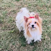DDs tiny boy (undocked), a male Yorkshire Terrier for sale in Roseville, CA – Photo 3 of 10