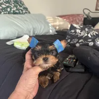 DDs tiny boy (undocked), a male Yorkshire Terrier for sale in Roseville, CA – Photo 8 of 10