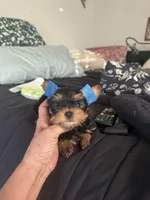 DD boy (undocked), a male Yorkshire Terrier for sale in Roseville, CA – Photo 6 of 6